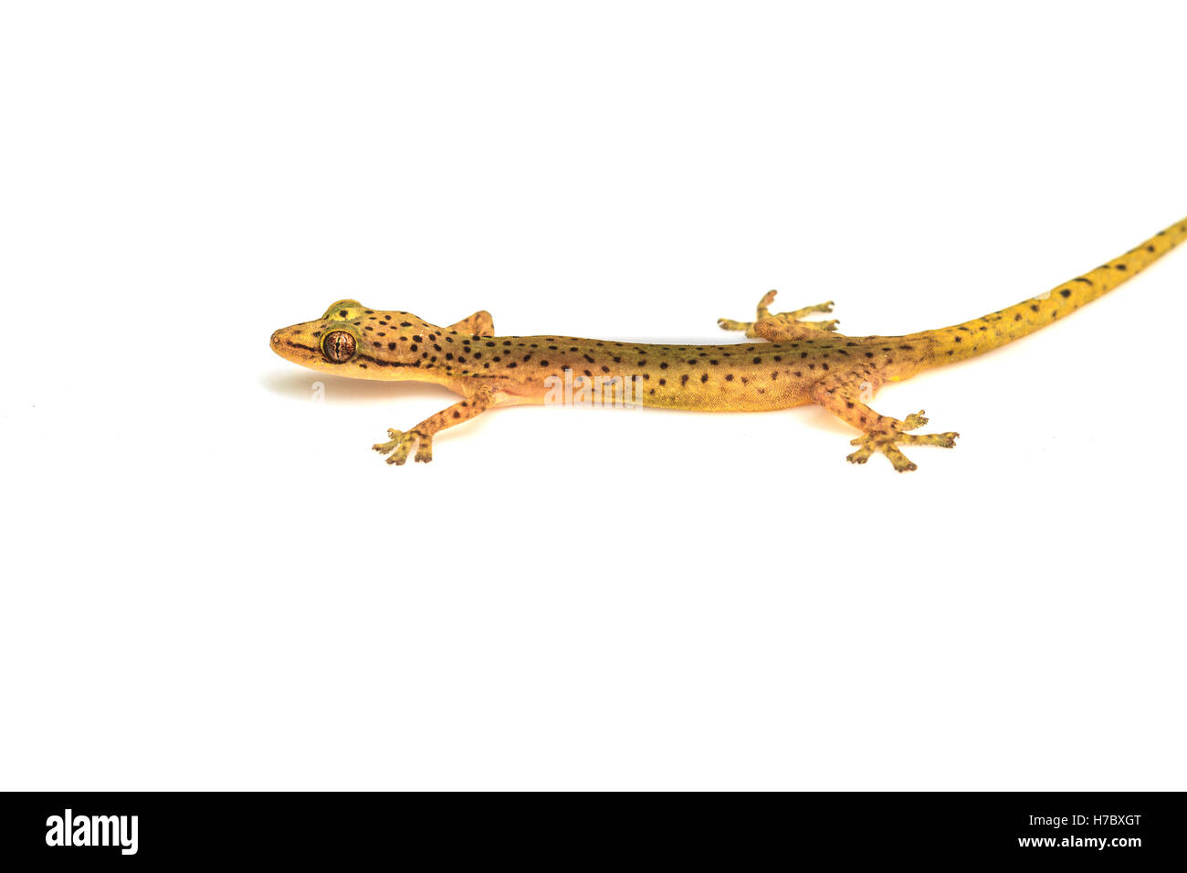 Geco lucertola dalla foresta trpical isolati su sfondo bianco, Hemiphyllodactylus sp Foto Stock