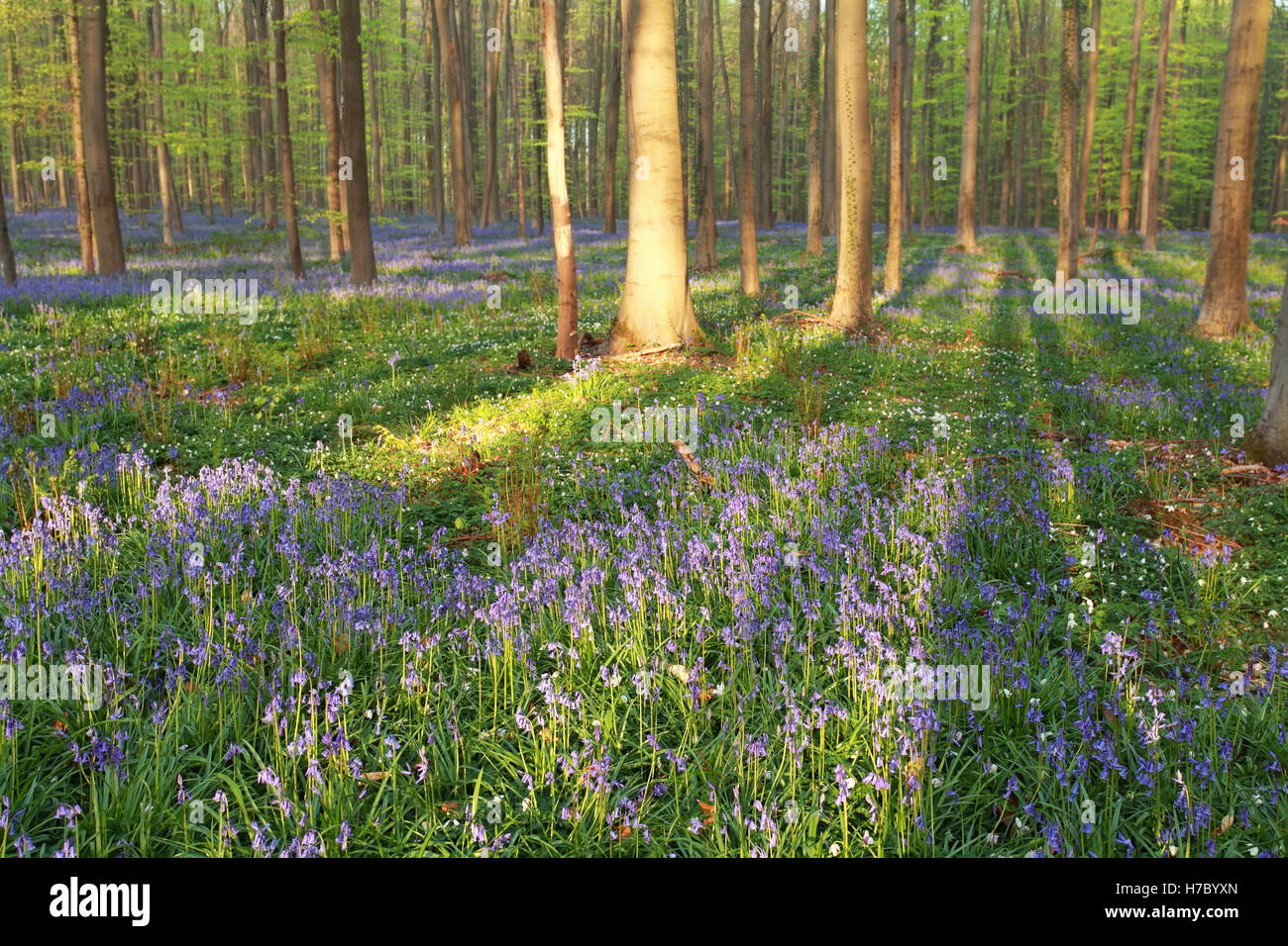 Foresta di faggio con bluebells fioritura in primavera Foto Stock