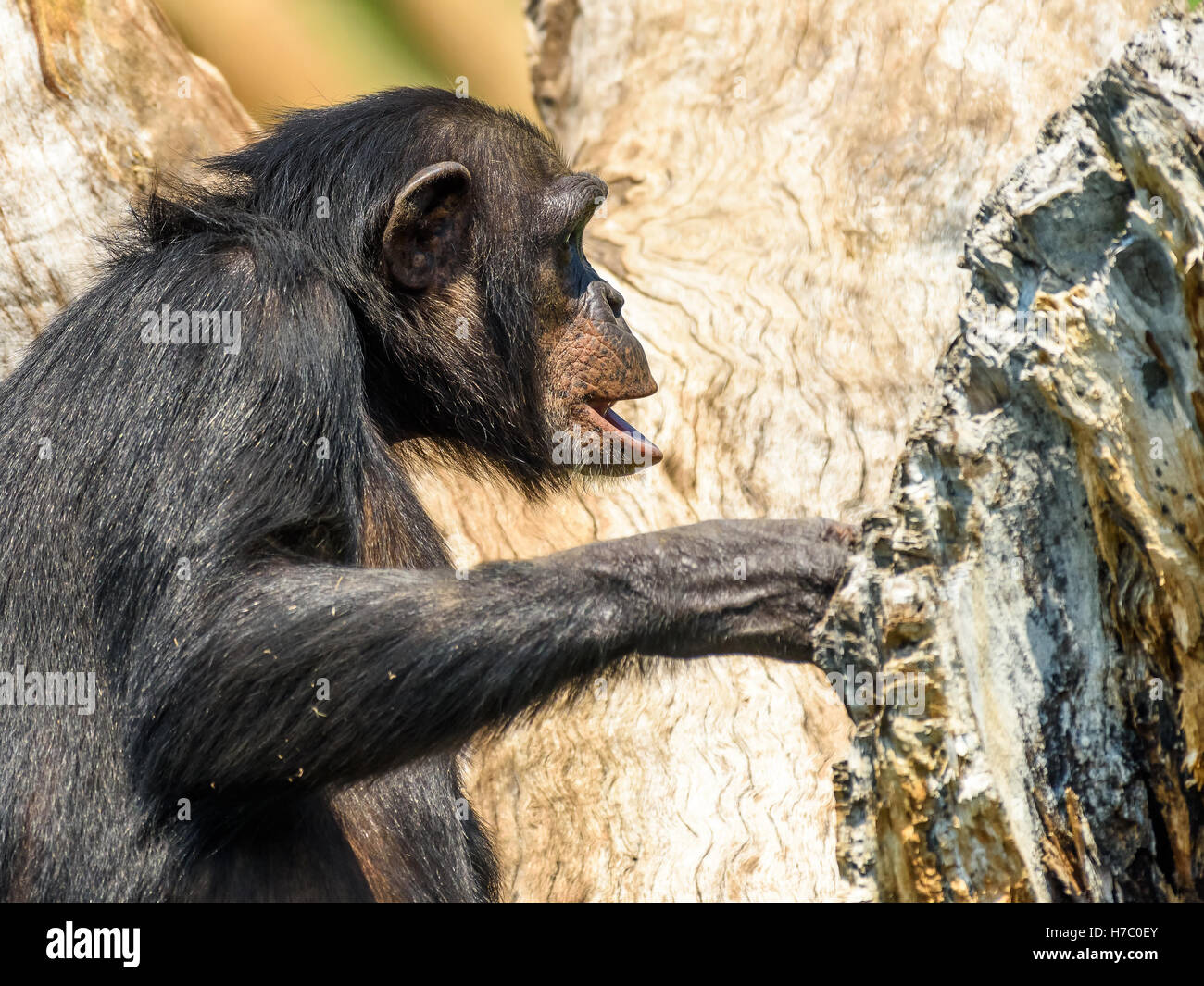 Scimpanzè africani nella struttura ad albero verticale Foto Stock