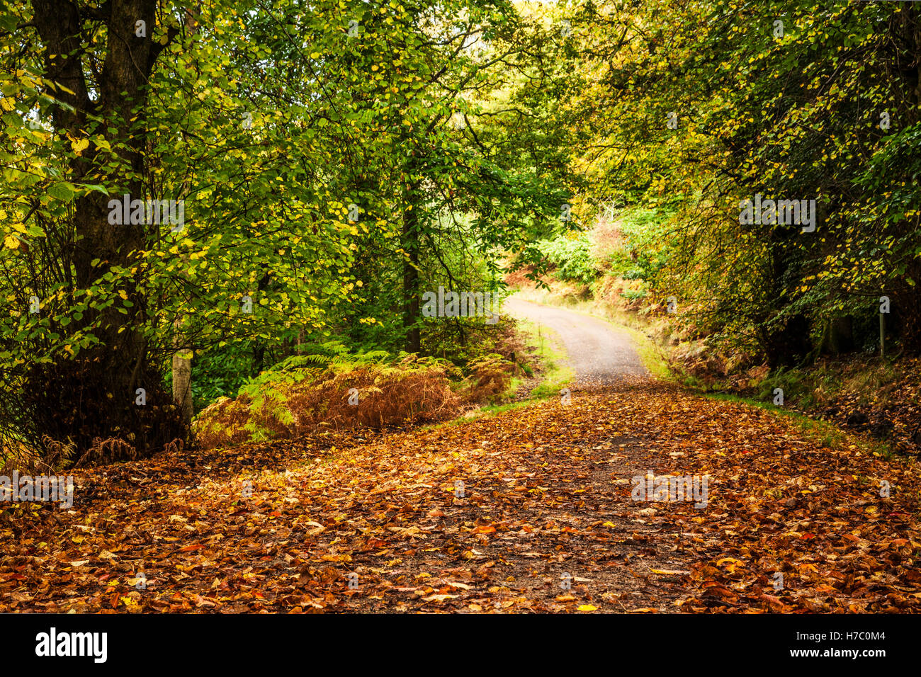 Percorso del bosco attraverso la Foresta di Dean, nel Gloucestershire. Foto Stock