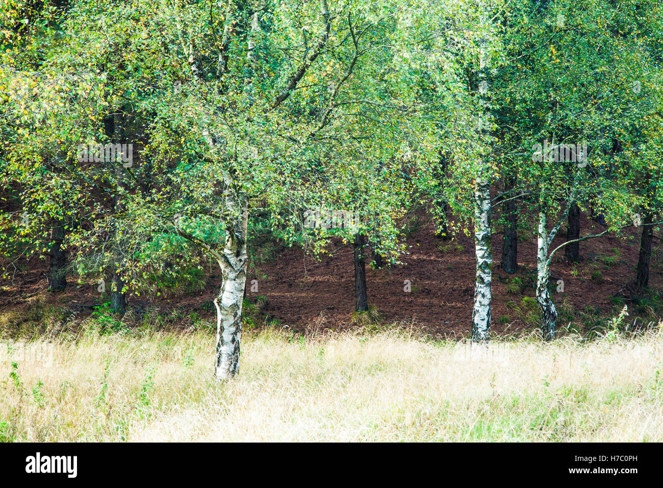 Argento autunnali di betulle, Betula pendula, nella Foresta di Dean, nel Gloucestershire. Foto Stock