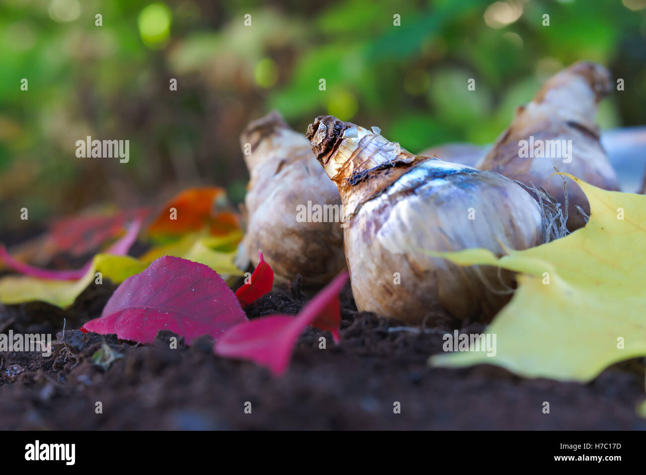 La piantagione narcisi in autunno giardino. Messa a fuoco selettiva ottenuta con una lente di specialità. Foto Stock