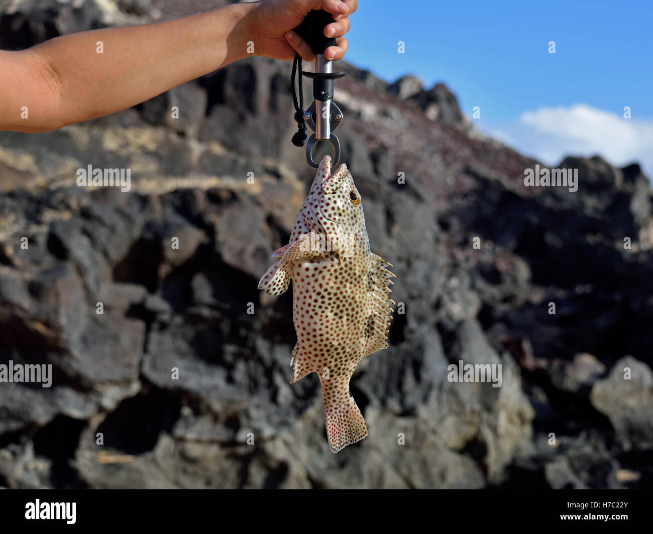 Rockhind raggruppatore (Epinephelus adscensionis) catturati in disagiate Cove sull Isola di Ascensione Foto Stock