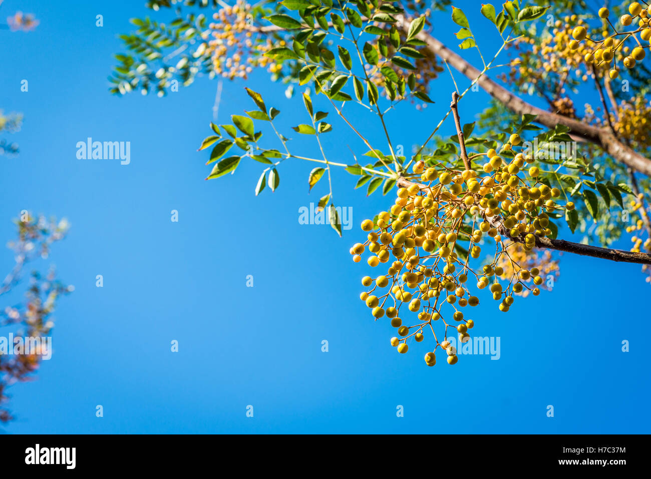 Tree brunch con frutti gialli contro il cielo blu Foto Stock