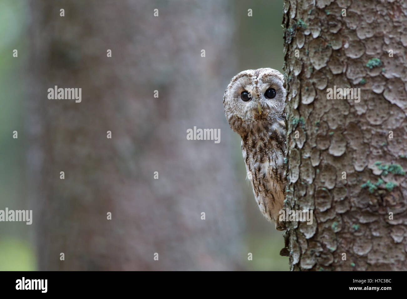 Waldkauz, Strix aluco, allocco Foto Stock