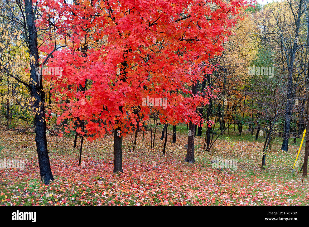 Foglie rosse su acero Foto Stock