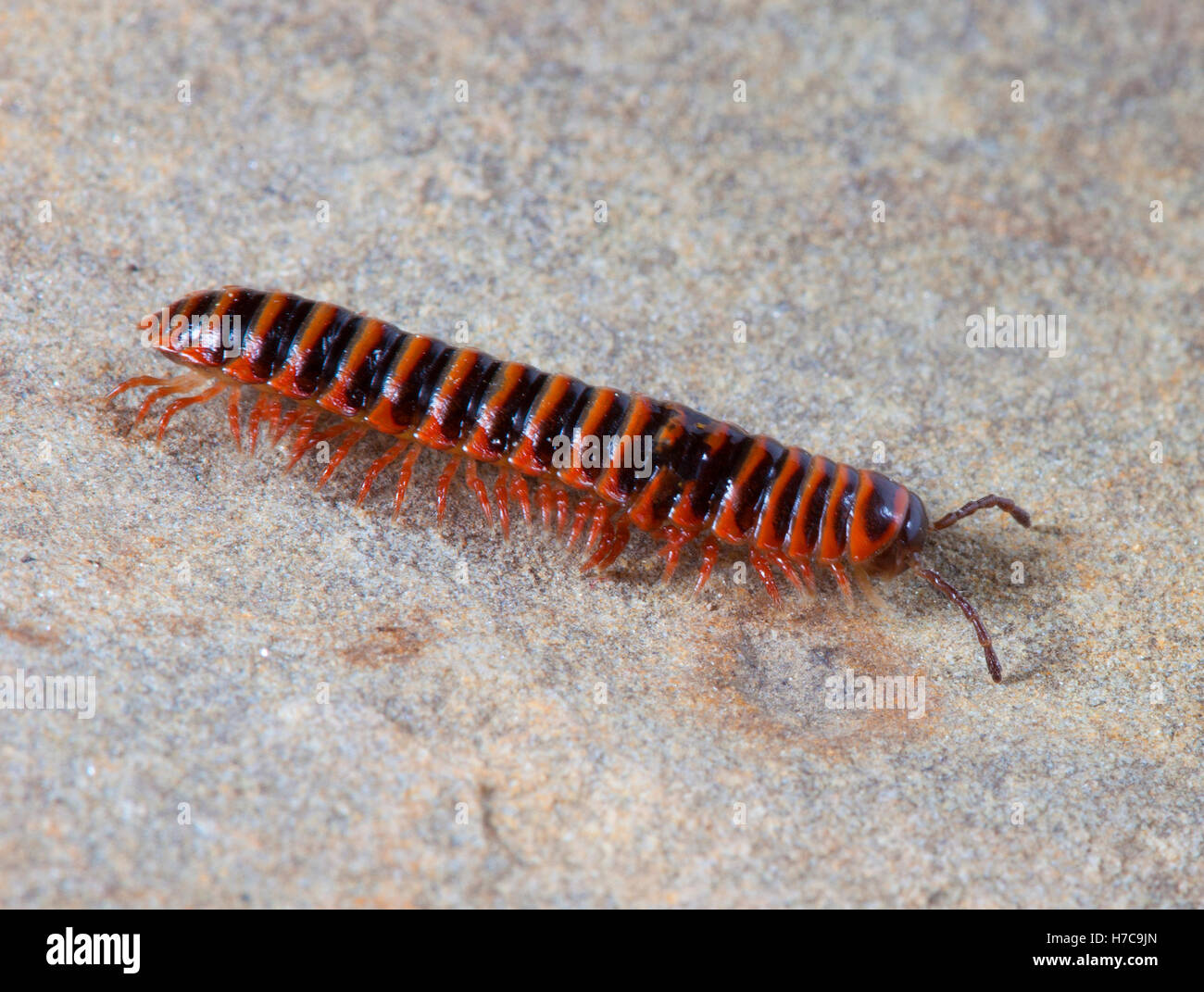 Centipede con strisce arancioni camminare su una roccia Foto Stock