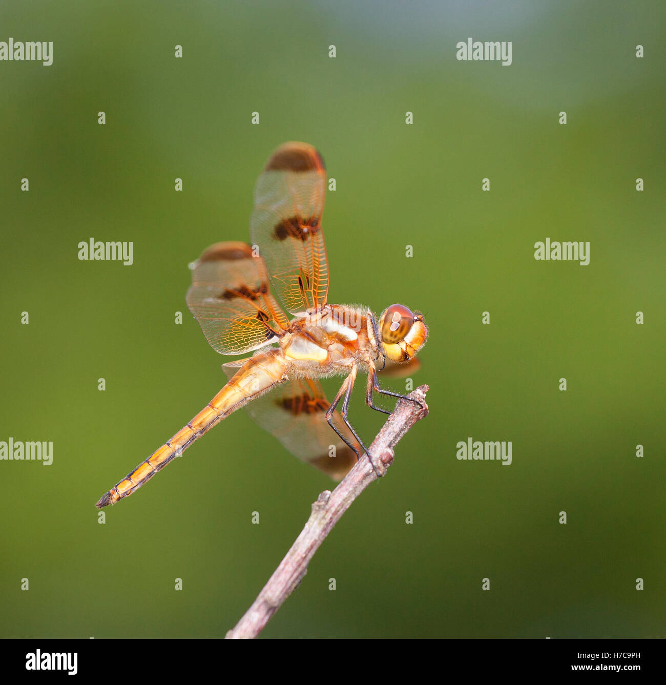 Colorazione arancione immagini e fotografie stock ad alta risoluzione -  Alamy