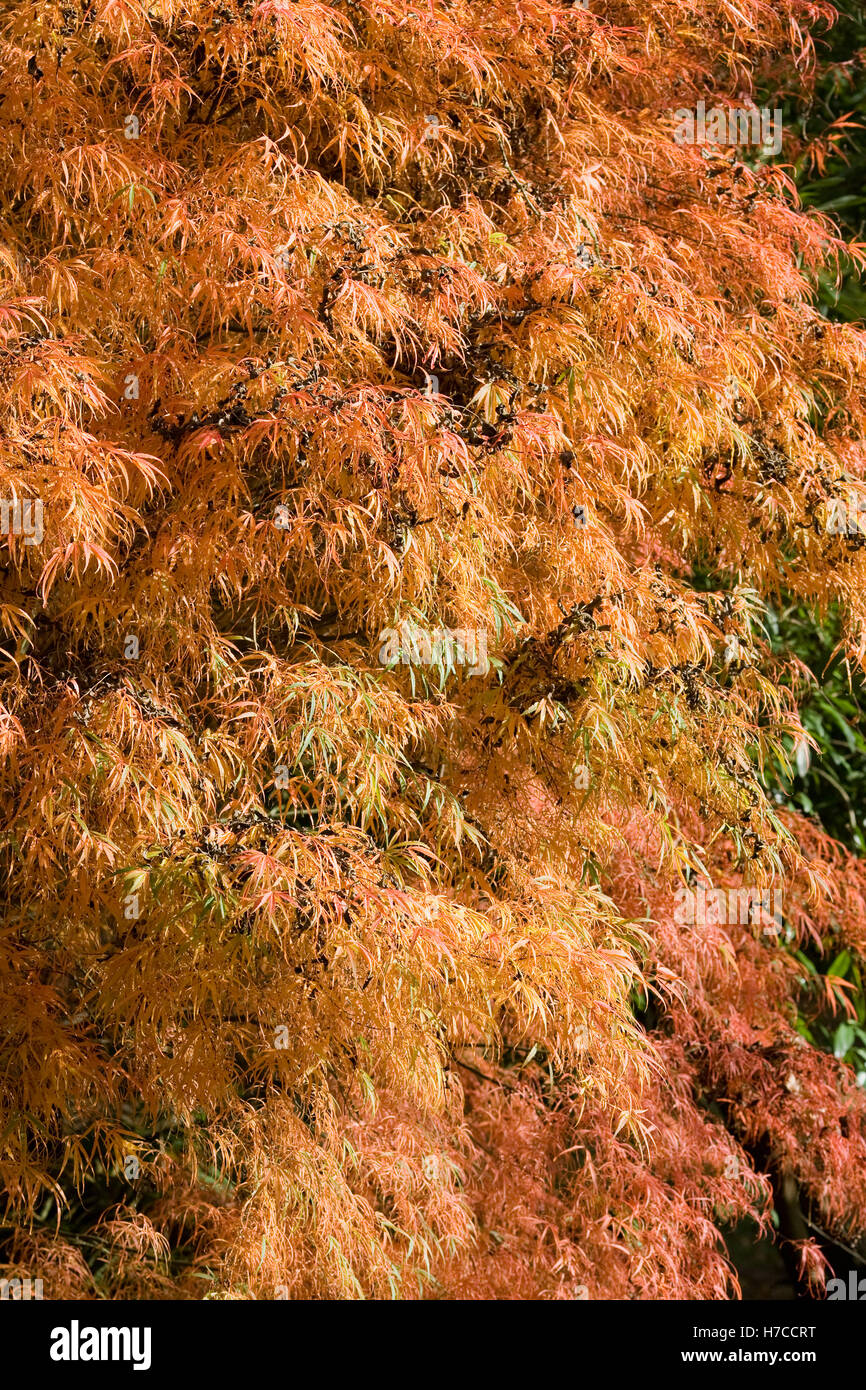 Acer palmatum 'Koto no ito' le foglie in autunno. Foto Stock