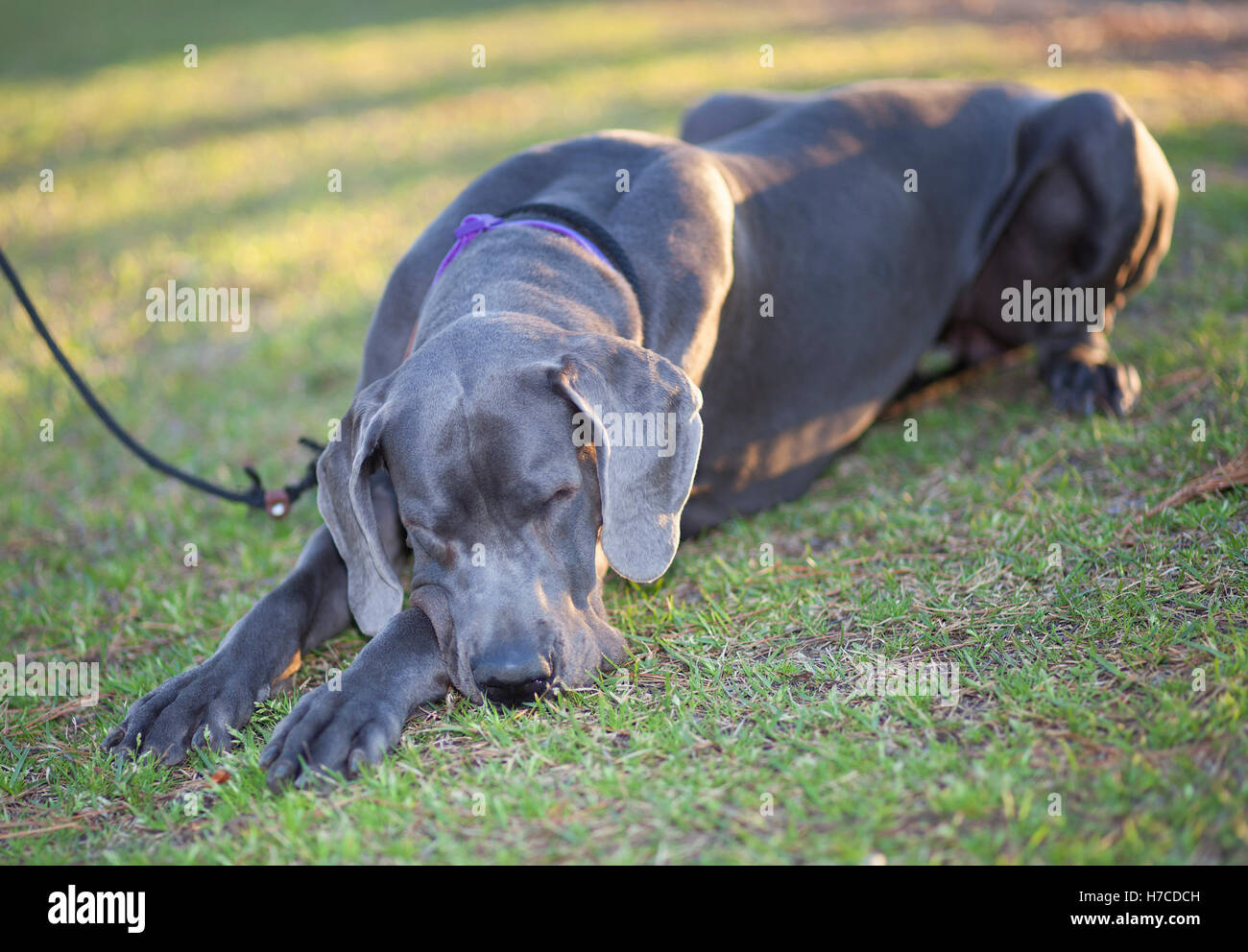 Grigio di razza Alano sonnecchiare sul prato Foto Stock