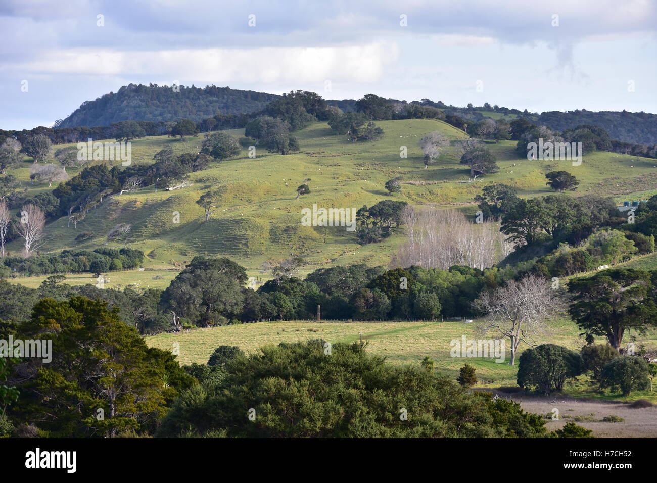 Vista della Nuova Zelanda campagna dal North Island. Foto Stock
