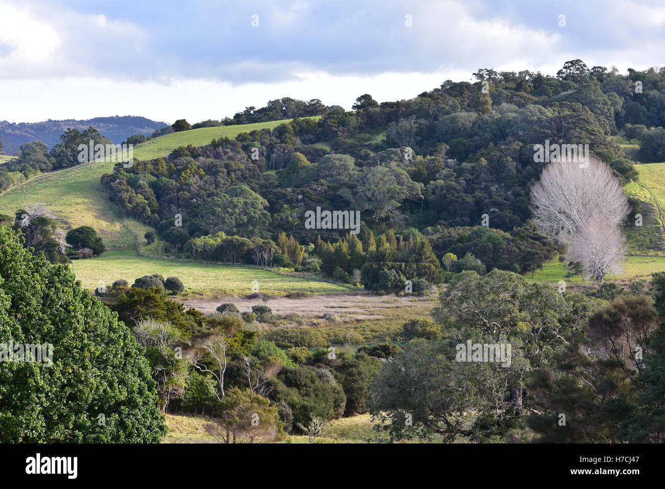Un fiume di marea tipici della valle per l'Isola del nord della Nuova Zelanda. Foto Stock