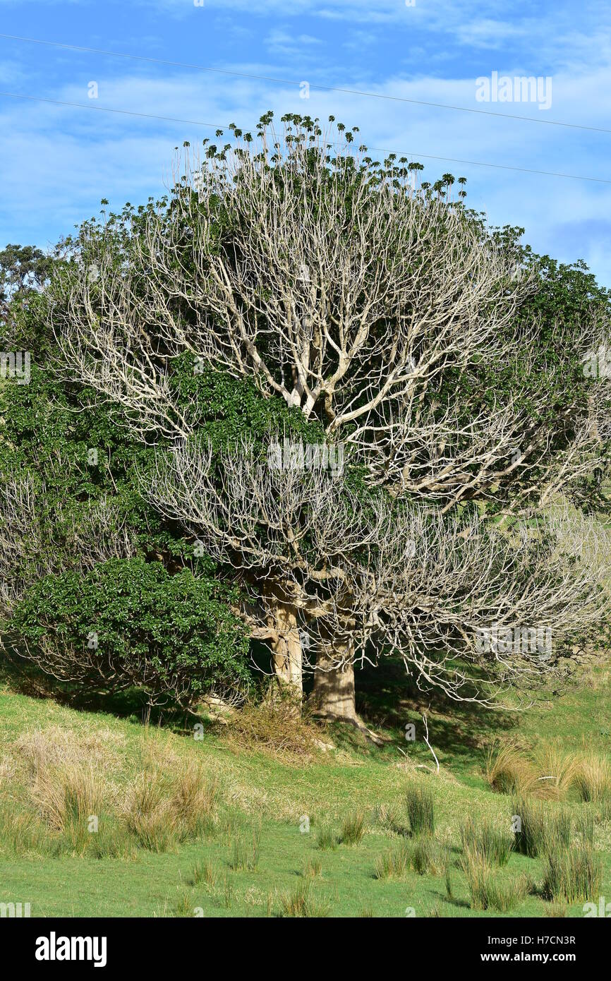Nativo di Nuova Zelanda albero con una corona densa e liscia luce color corteccia. Foto Stock