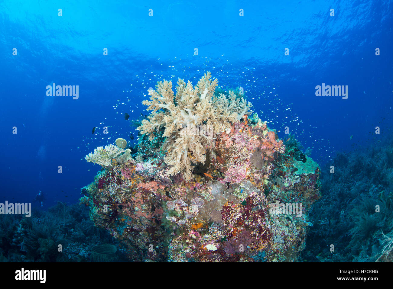 Coral reef testa ospita una straordinaria varietà di vita - tubbataha, Filippine Foto Stock