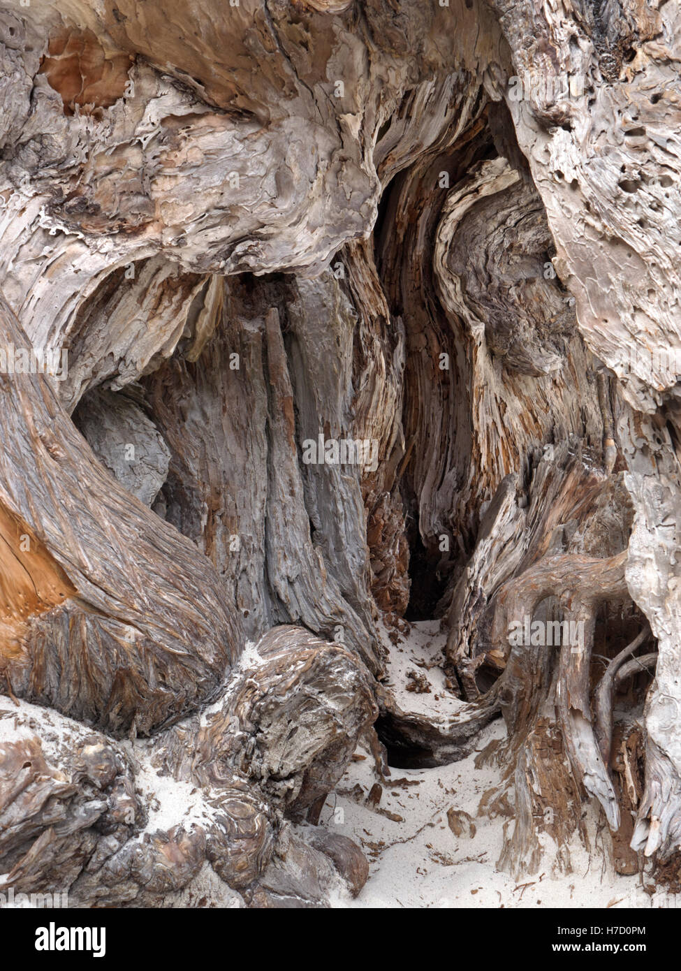 Nodose radici di un vecchio cipresso sulla Spiaggia Carmel formare forme naturali con tipici sabbia bianca Carmel California USA Foto Stock