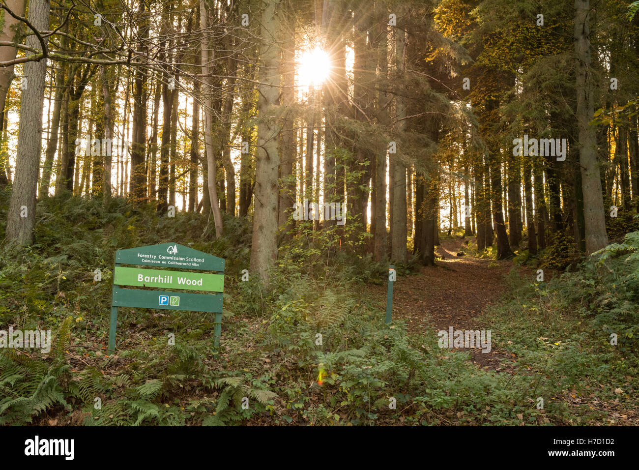 Barrhill boschi, Kirkcudbright - Commissione forestale Scozia Scotland Foto Stock