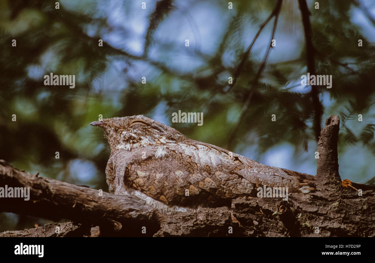 Nightjar indiano,(Caprimulgus asiaticus),sono ' appollaiati durante il giorno su un ramo,Keoladeo Ghana Parco Nazionale,Bhartpur,l'India Foto Stock