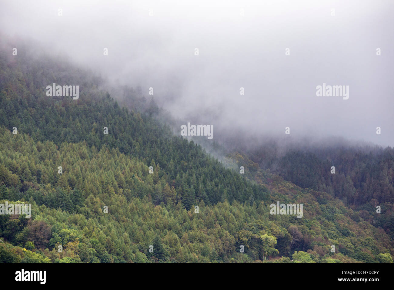 Una nebbiosa le foreste di conifere, Gran Bretagna, Regno Unito Foto Stock