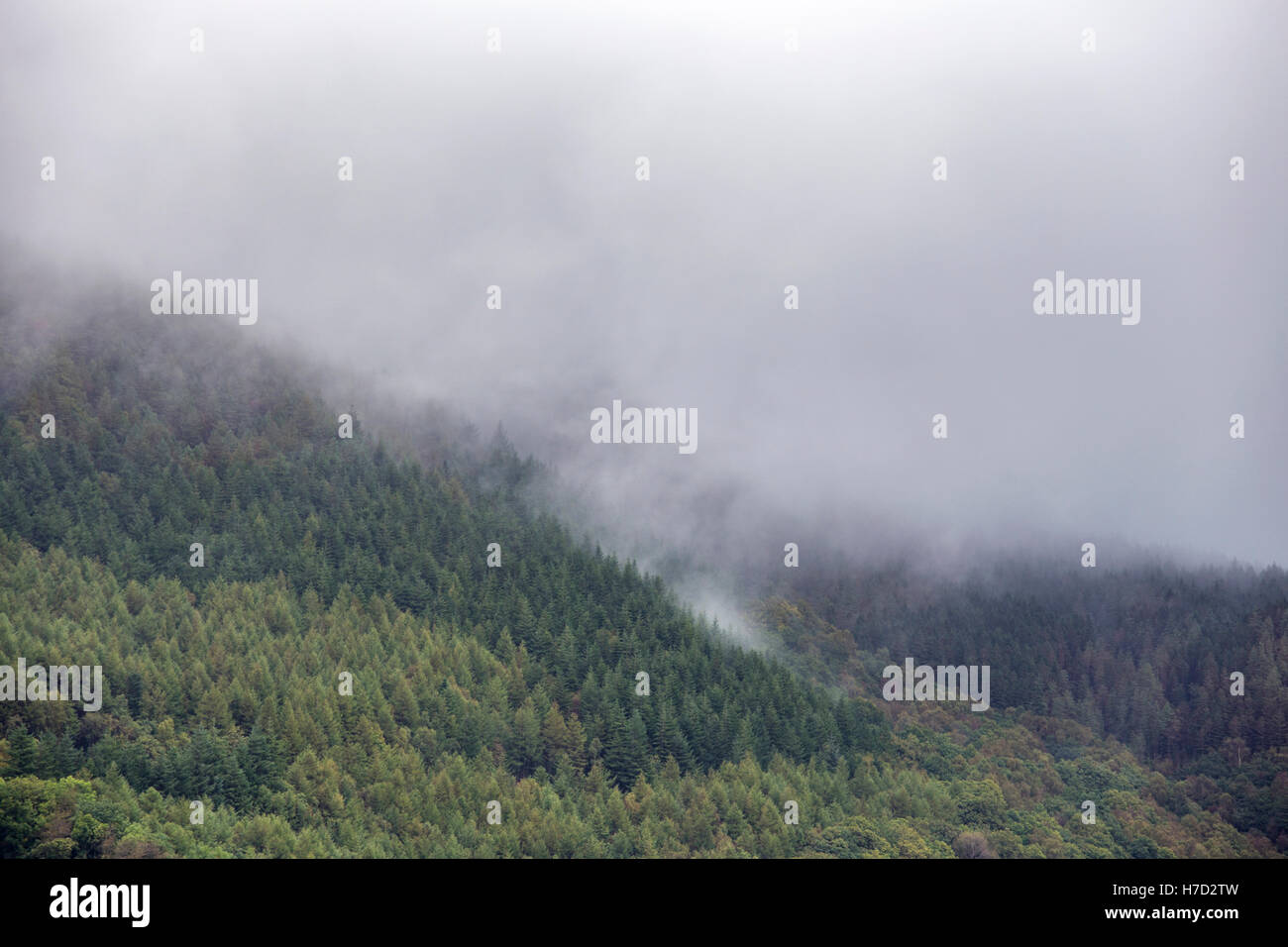 Una nebbiosa le foreste di conifere, Gran Bretagna, Regno Unito Foto Stock