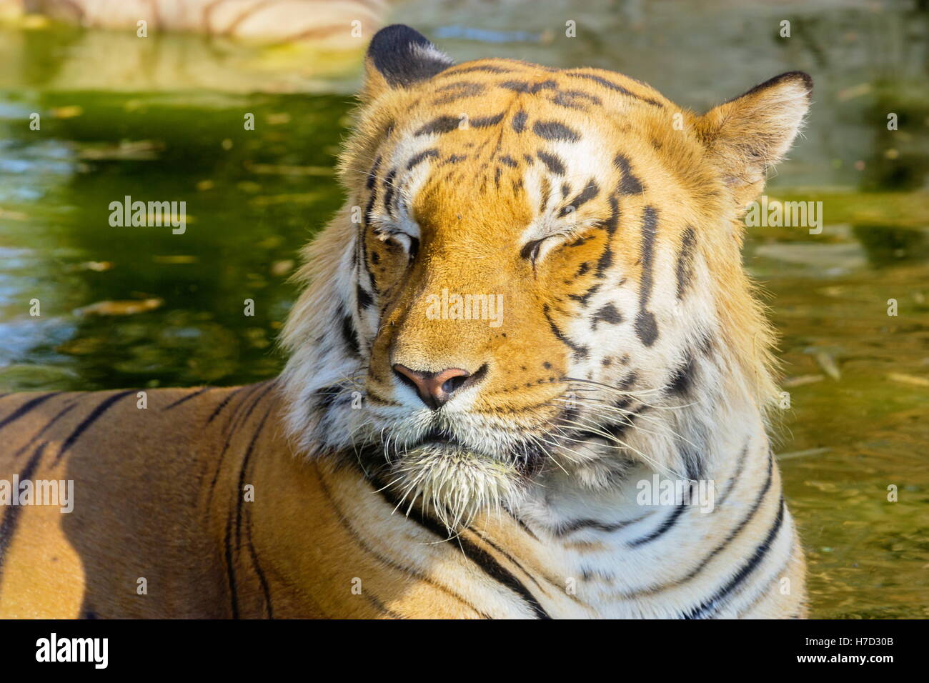La tigre bianca è una variante di pigmentazione della tigre del Bengala, che viene riportato nel selvaggio di volta in volta in India. Foto Stock