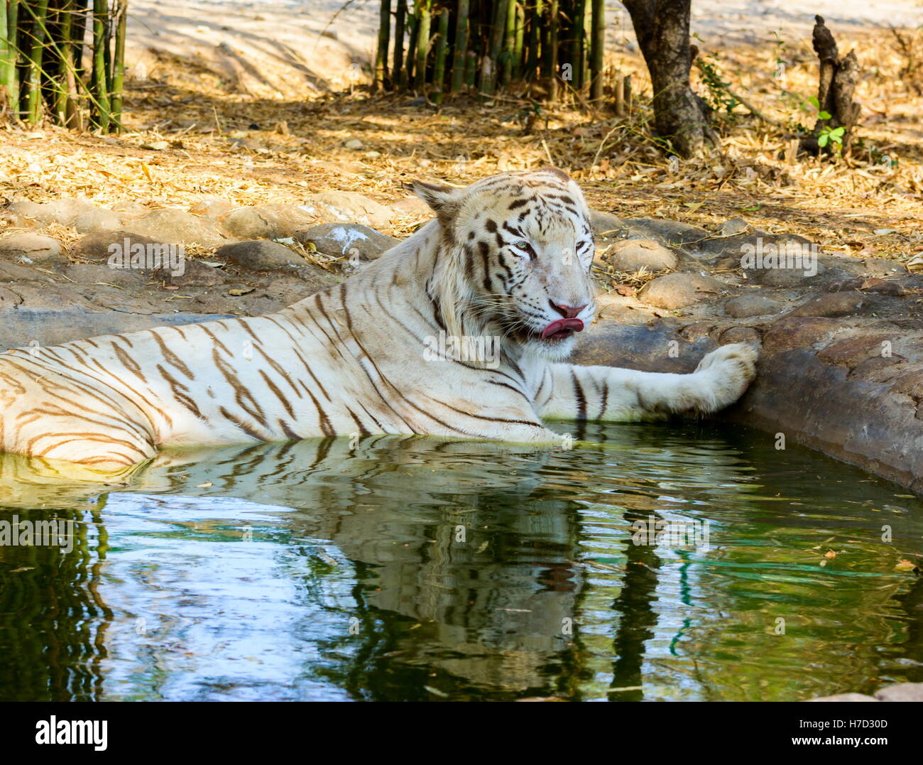 La tigre bianca è una variante di pigmentazione della tigre del Bengala, che viene riportato nel selvaggio di volta in volta in India. Foto Stock