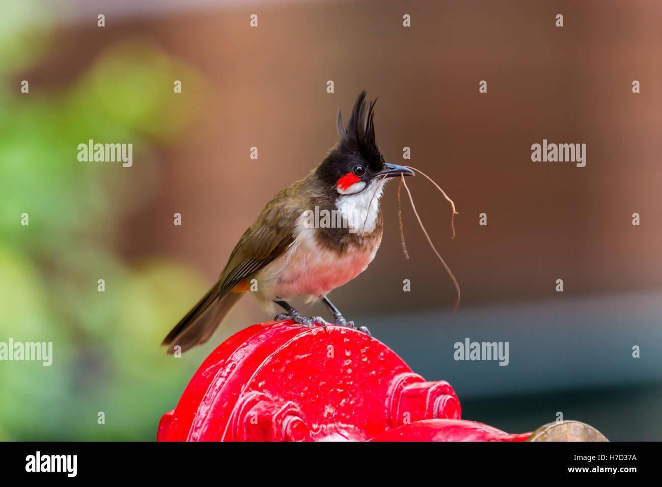 Il rosso-whiskered bulbul è un uccello passerine trovati in Asia. Si tratta di un membro della famiglia di bulbul. Foto Stock