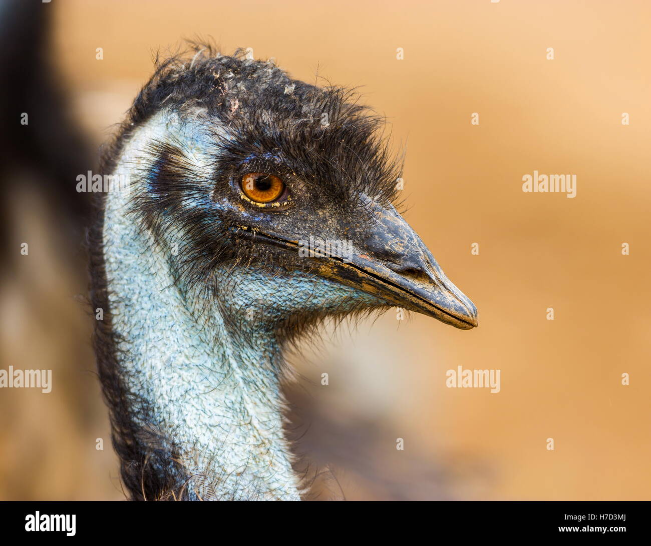 L'UEM è la seconda più grande uccello vivo per altezza, dopo il suo parente di ratiti, lo struzzo. È endemico in Australia dove esso Foto Stock