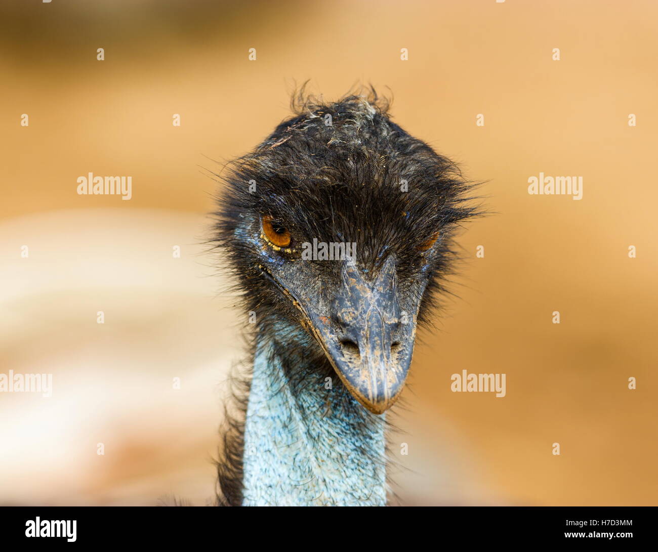 L'UEM è la seconda più grande uccello vivo per altezza, dopo il suo parente di ratiti, lo struzzo. È endemico in Australia dove esso Foto Stock