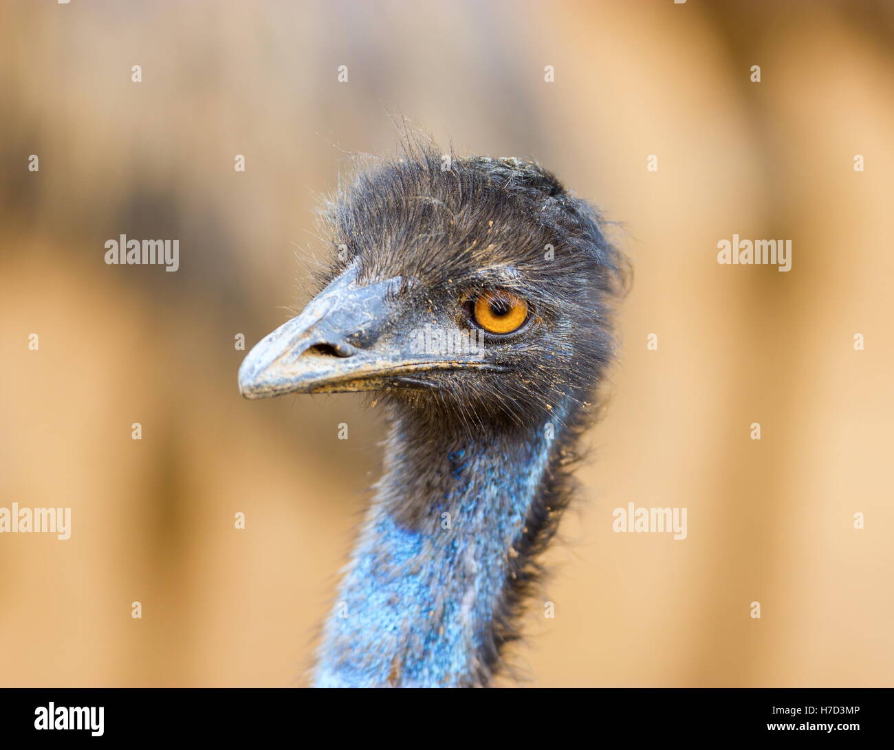 L'UEM è la seconda più grande uccello vivo per altezza, dopo il suo parente di ratiti, lo struzzo. È endemico in Australia dove esso Foto Stock