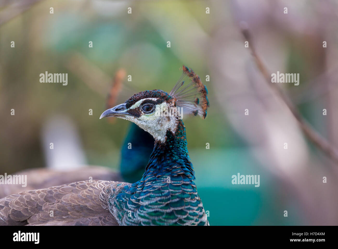 Comunemente chiamato il pavone. Il peafowl indiano o peafowl blu, una grande e colorata luminosamente bird. Foto Stock