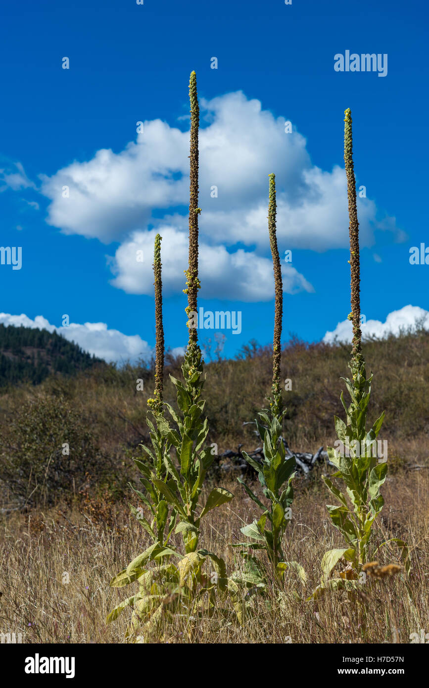 Gli steli dei fiori della pianta grande Millein (Molène thapsus) stand tall. North Cascades montagne, Washington, Stati Uniti d'America. Foto Stock