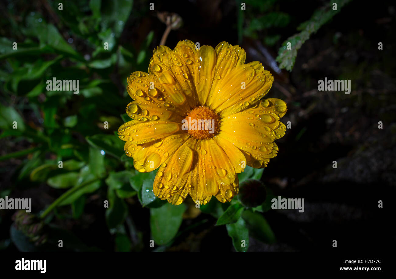 fiore giallo Foto Stock