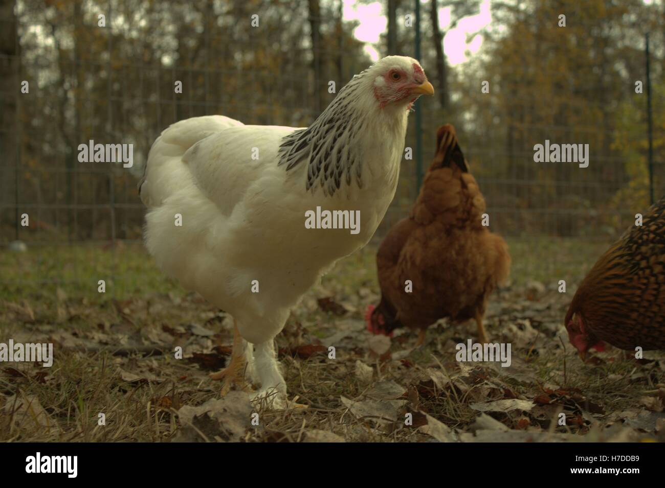 Luce di Brahma Hen, Osceola County, Michigan Foto Stock