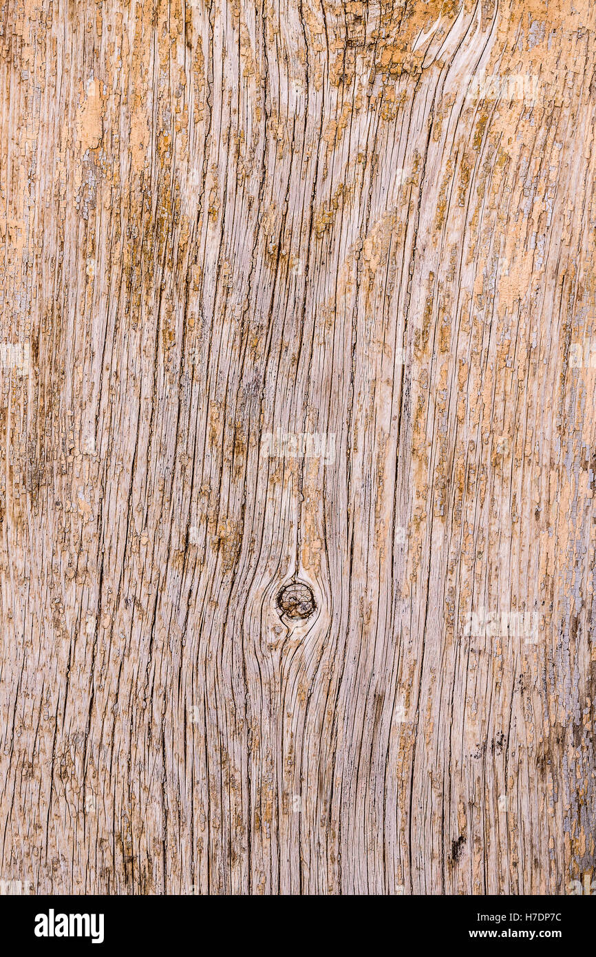 Corteccia di albero texture Foto Stock