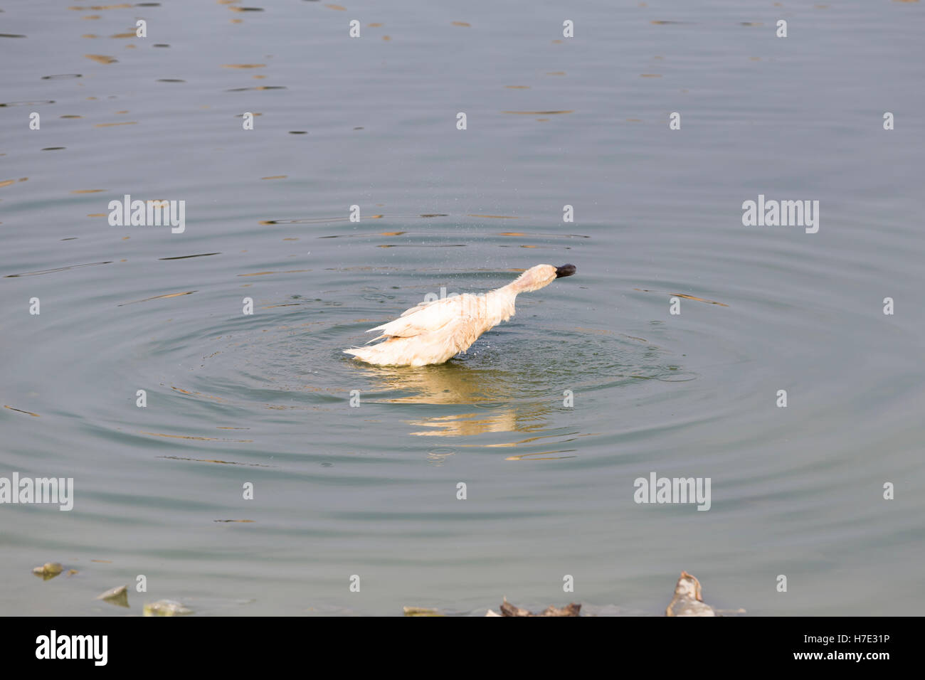 Spruzzi d'anatra, Myanmar Foto Stock
