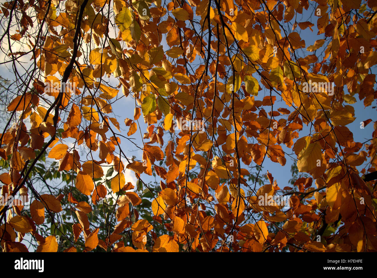 Il fogliame di autunno alberi foglie dorate e schemi di colore Foto Stock