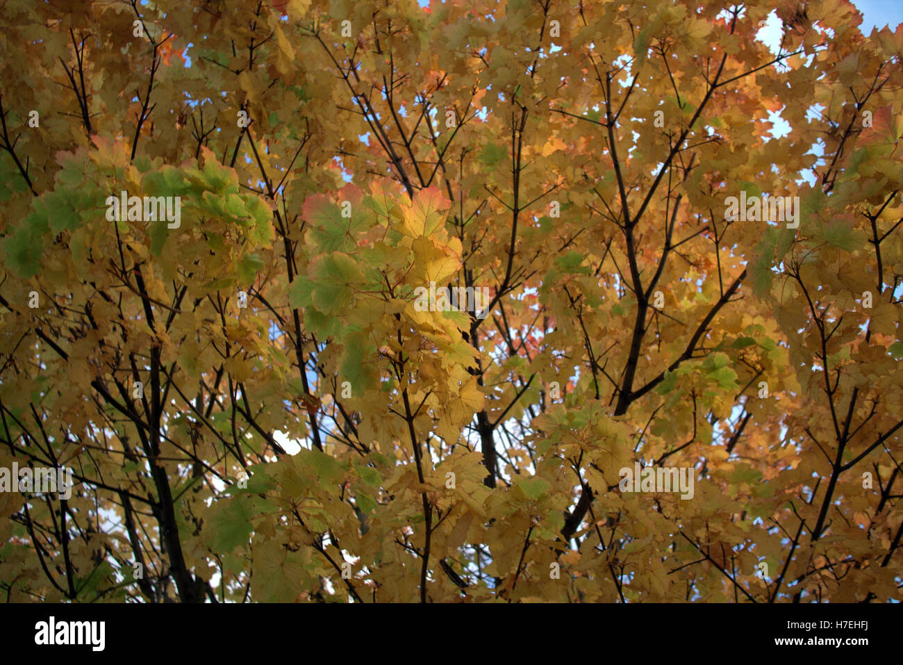 Il fogliame di autunno alberi foglie dorate e schemi di colore Foto Stock