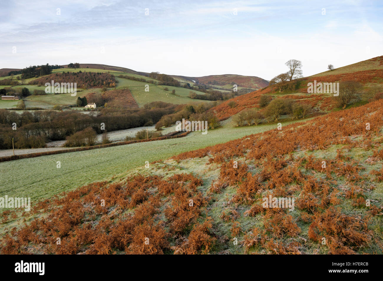 Paesaggio invernale in Radnorshire, Galles Foto Stock