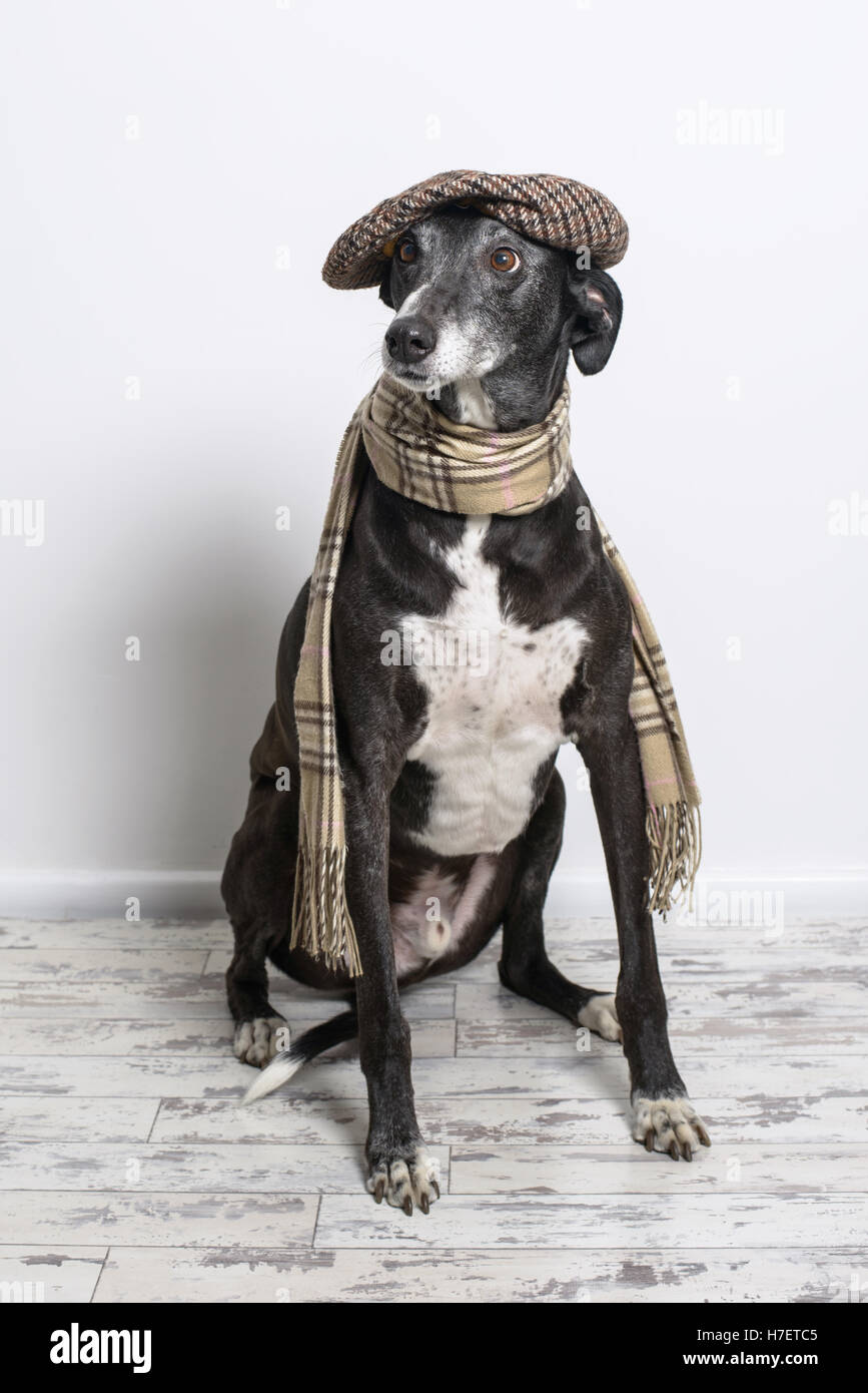 Lurcher cane che indossa il tappo piatto e sciarpa Foto Stock