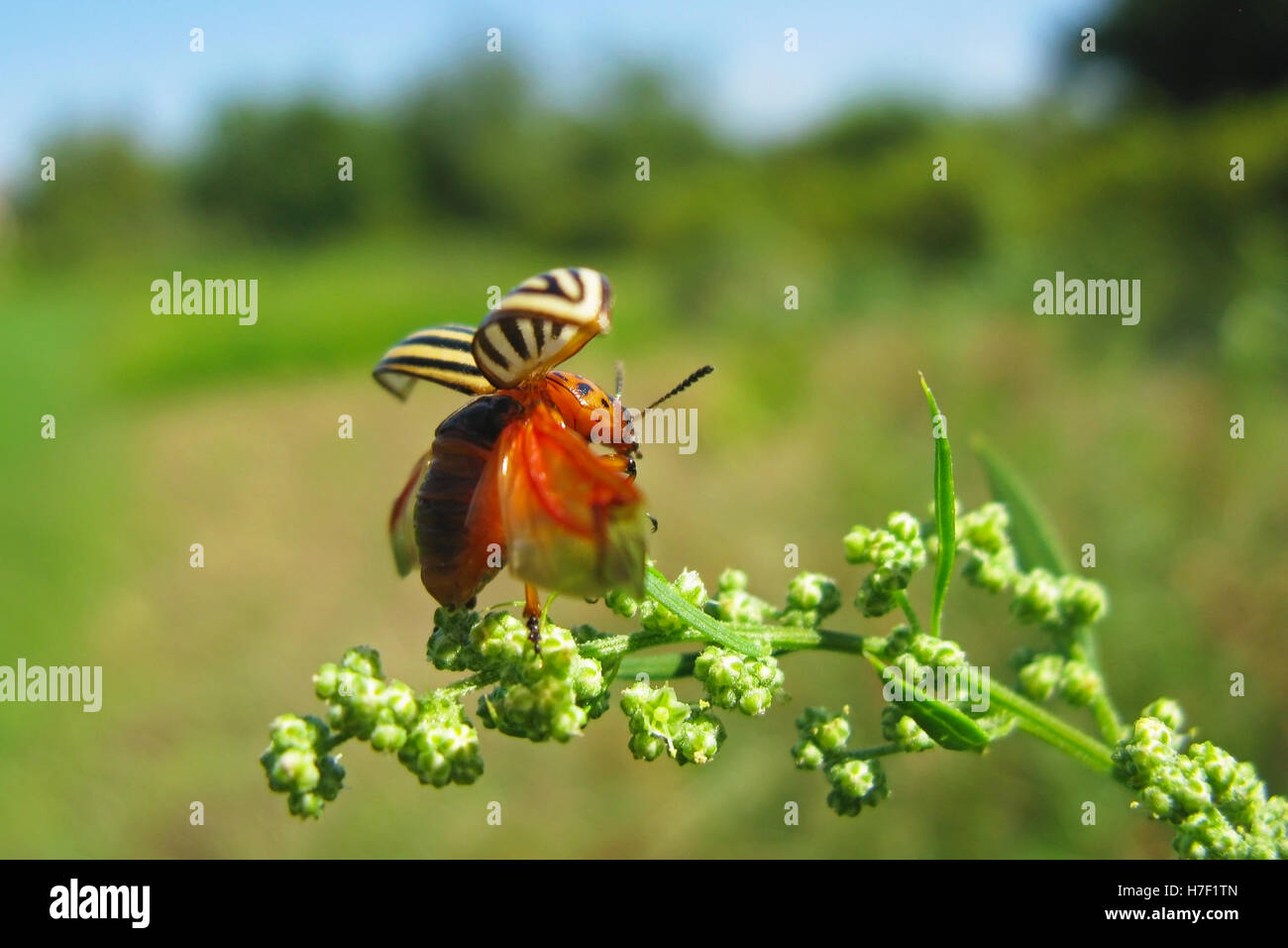 Il Colorado potato beetle inizia a volare, Leptinotarsa decemlineata Foto Stock