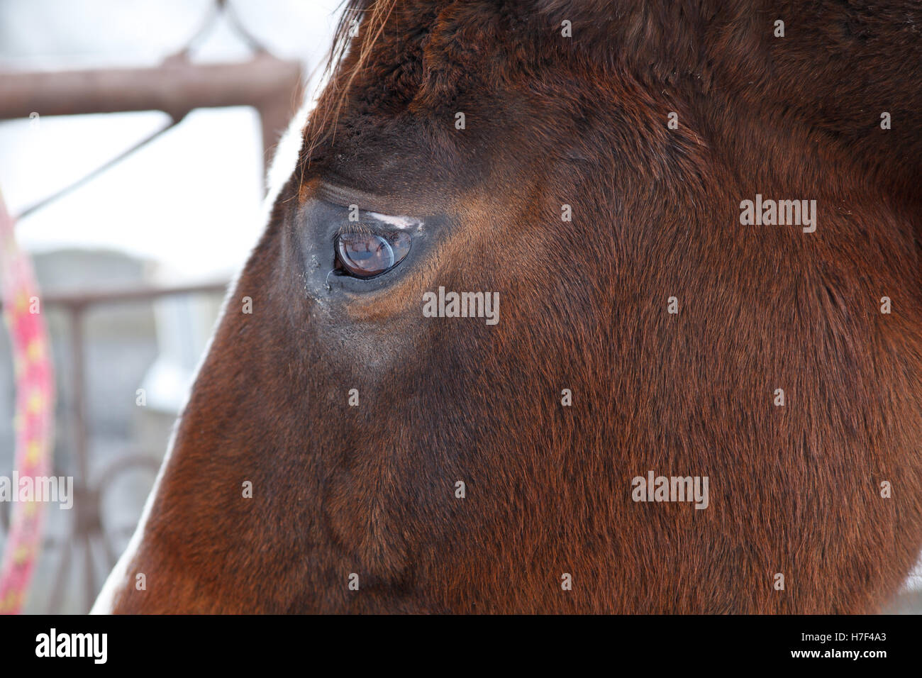 Testa di cavallo Foto Stock