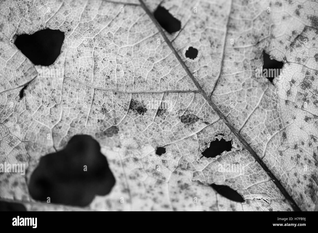 Una macro immagine di una foglia con danno di insetto. Immagine in bianco e nero. Foto Stock