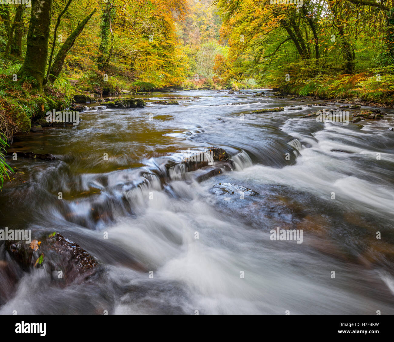 Il fiume Barle che fluisce attraverso un bosco autunnale nel Parco Nazionale di Exmoor Foto Stock