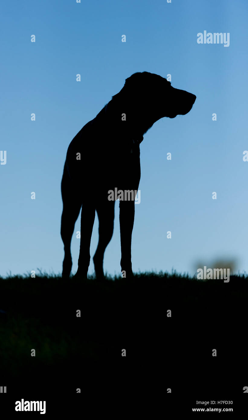 Una silhouette di un Tedesco shorthaired puntatore su Wimbledon Common Foto Stock