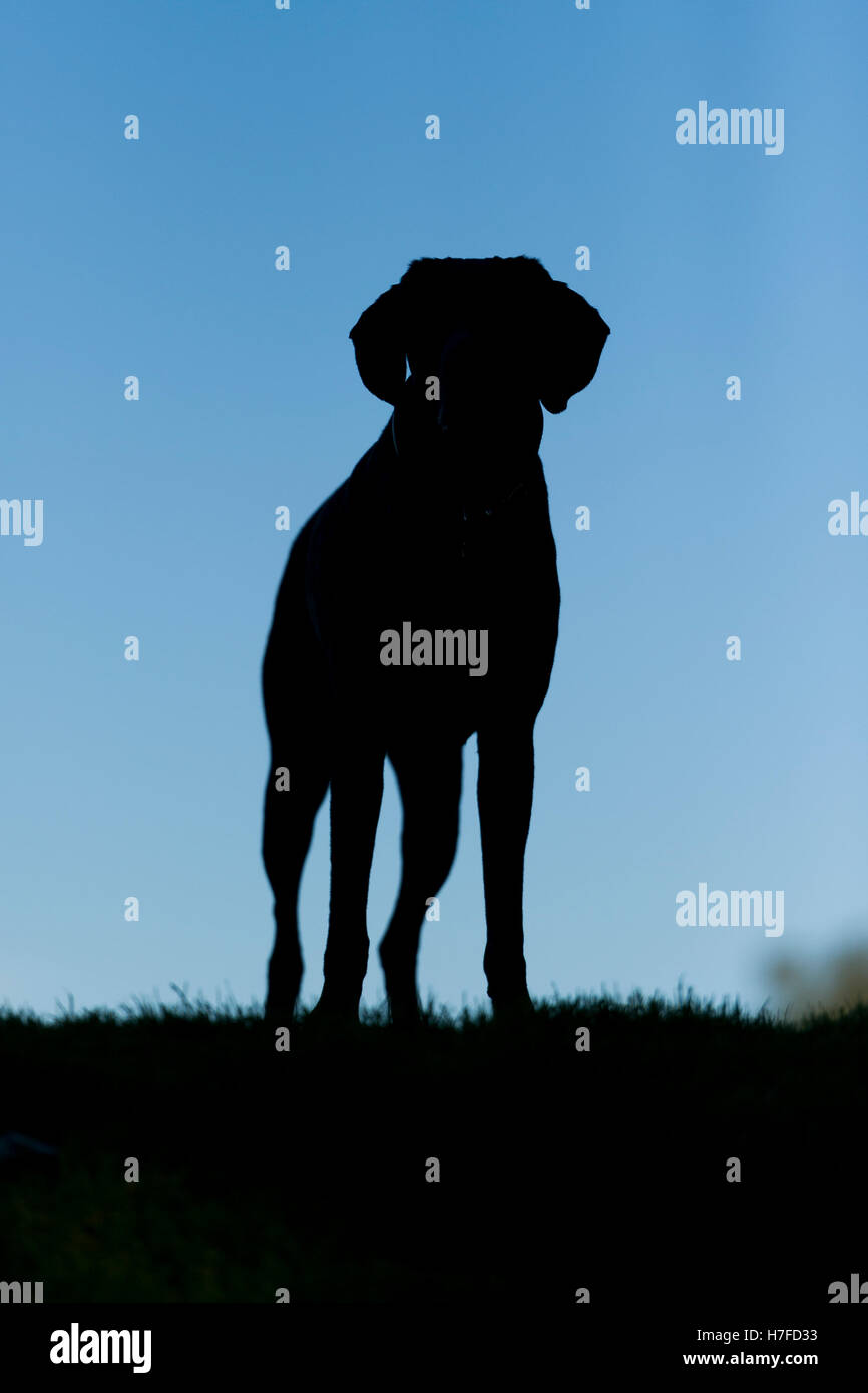 Una silhouette di un Tedesco shorthaired puntatore su Wimbledon Common Foto Stock