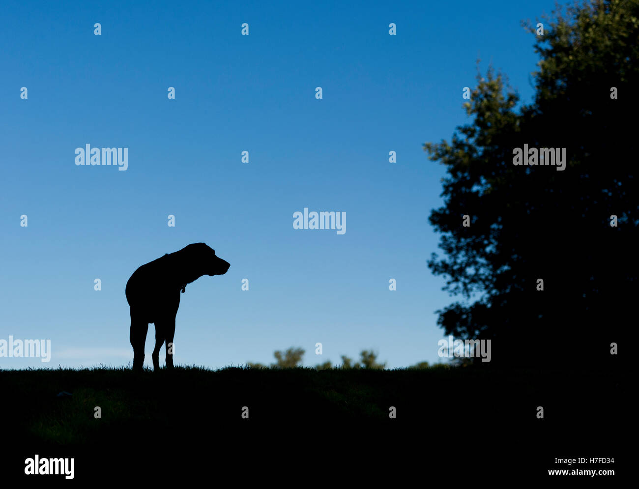 Una silhouette di un Tedesco shorthaired puntatore su Wimbledon Common Foto Stock