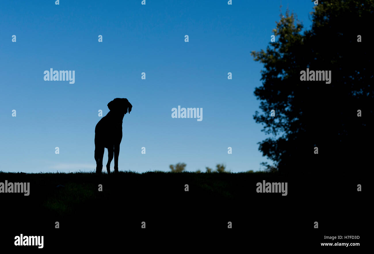 Una silhouette di un Tedesco shorthaired puntatore Foto Stock