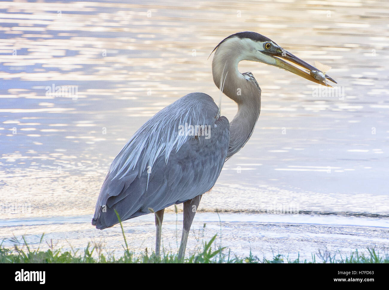 Un Airone blu contiene un pesce nel suo conto al lago presso il Parco di Harlinsdale Farm in Franklin, Tennessee. Foto Stock