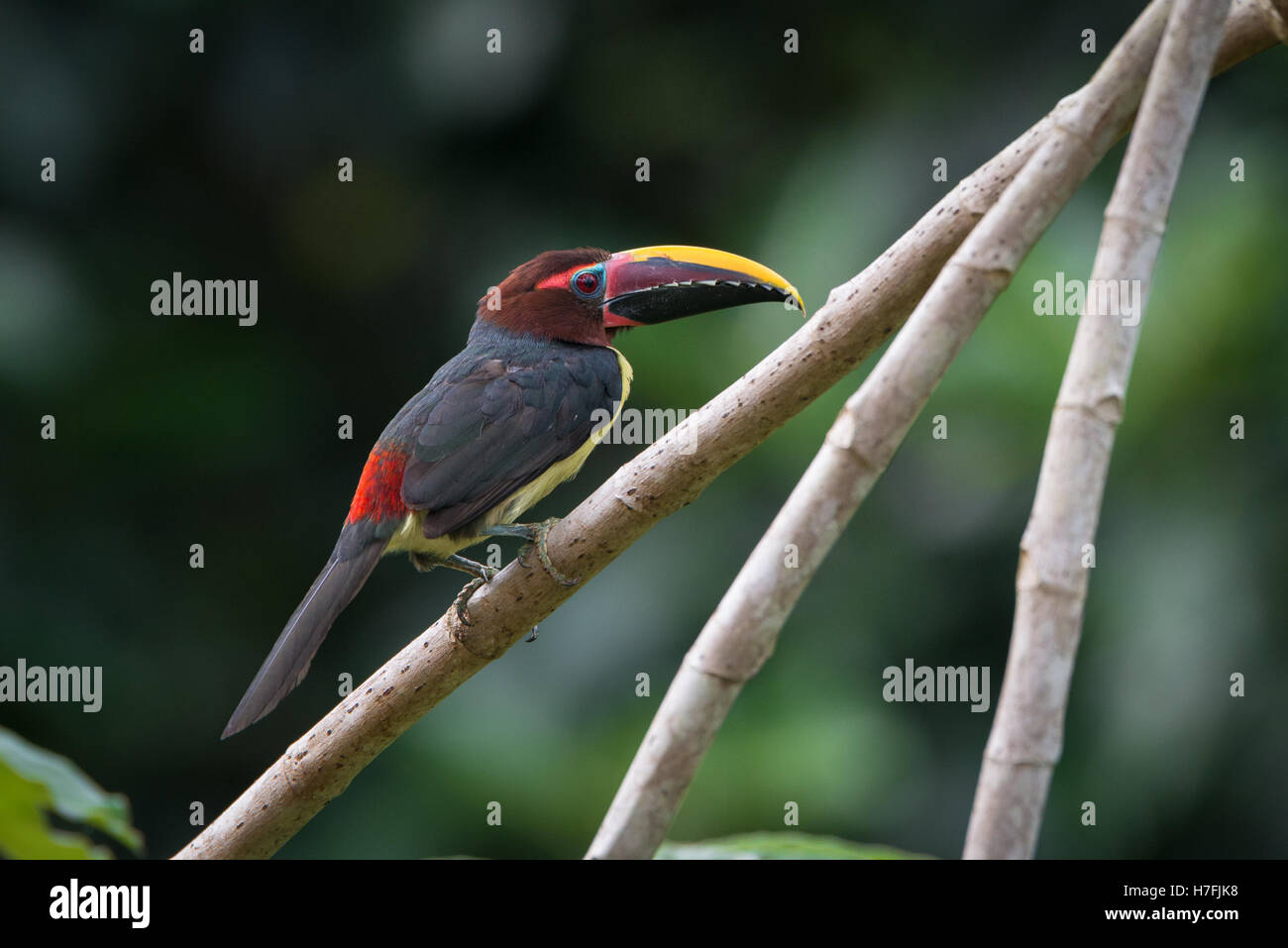 Un Aracari verde da parte di Amazon Foto Stock