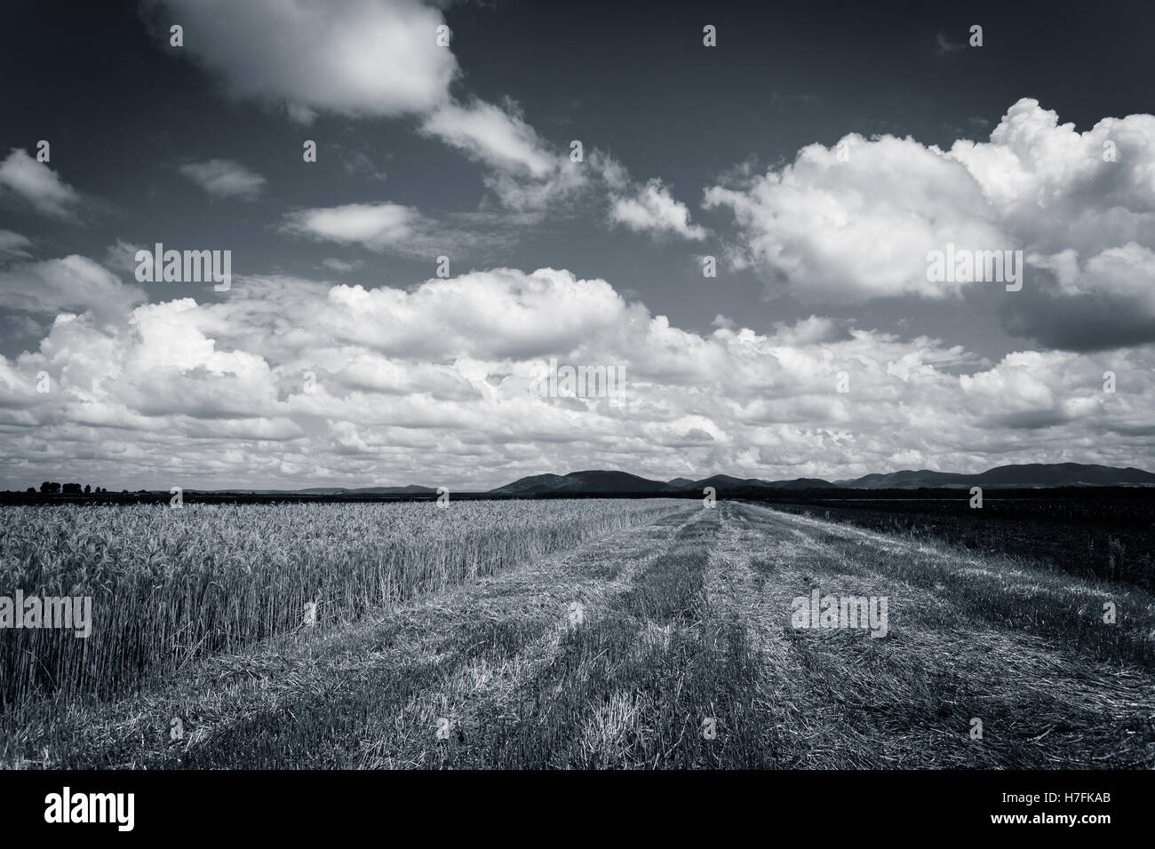 Campo di grano sotto il blu cielo nuvoloso, parte del campo è falciato, immagine in bianco e nero Foto Stock